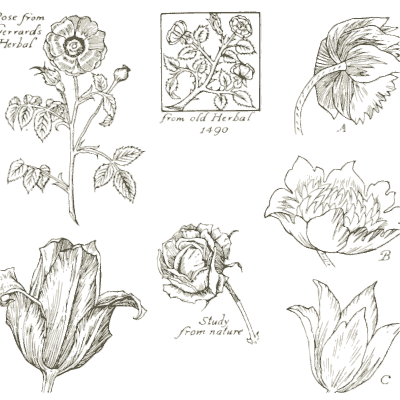 Rose and flower studies - Heraldry and Floral Forms as Used in Decoration - 1922
