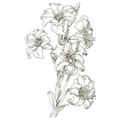 White lily study - Heraldry and Floral Forms as Used in Decoration - 1922
