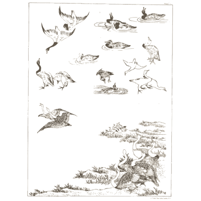 Cranes and ducks over a shore - A Grammar of Japanese Ornament and Design - 1880