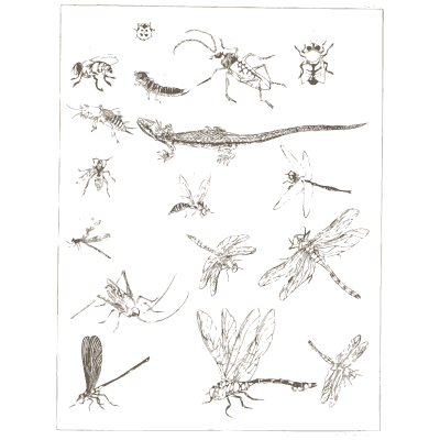 Insect studies with dragonflies - A Grammar of Japanese Ornament and Design - 1880