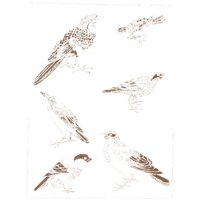 Songbird studies plate - A Grammar of Japanese Ornament and Design - 1880