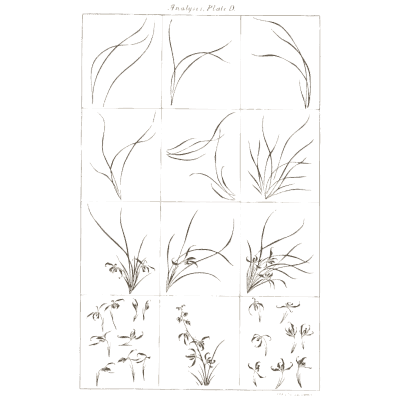 Grass brush study analysis plate - A Grammar of Japanese Ornament and Design - 1880