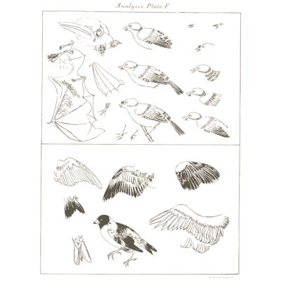 Bird and wing analysis plate - A Grammar of Japanese Ornament and Design - 1880