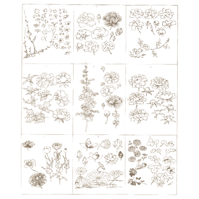 Flower analysis plate - A Grammar of Japanese Ornament and Design - 1880