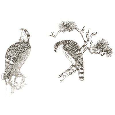 Hawks on a pine branch - A Grammar of Japanese Ornament and Design - 1880