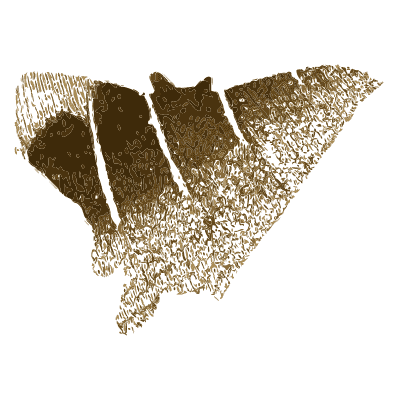 Brown swallow-tailed moth - Illustrations of Exotic Entomology - 1837