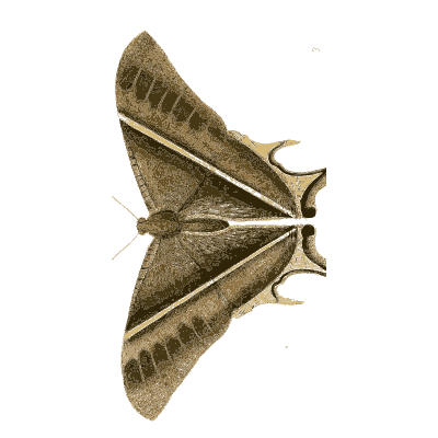 Brown moth in side view with small moths - Illustrations of Exotic Entomology - 1837