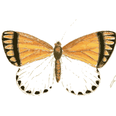 Orange and white butterfly - Illustrations of Exotic Entomology - 1837