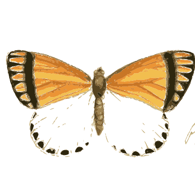 Orange butterfly with dark wingtips - Illustrations of Exotic Entomology - 1837