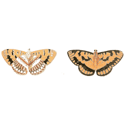 Two small orange butterflies 01 - Illustrations of Exotic Entomology - 1837