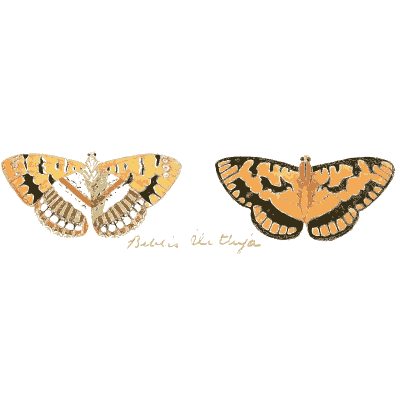 Two orange spotted moths - Illustrations of Exotic Entomology - 1837