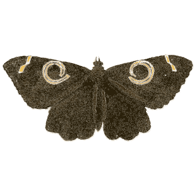 Dark moth with eye rings - Illustrations of Exotic Entomology - 1837