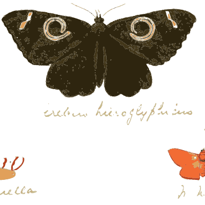 Dark moth with scroll markings - Illustrations of Exotic Entomology - 1837