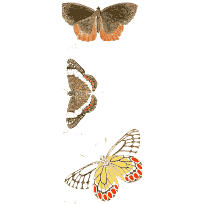 Small butterflies, one with red-tipped wings 02 - Illustrations of Exotic Entomology - 1837