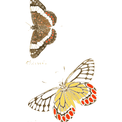 Small butterflies, one with red-tipped wings 01 - Illustrations of Exotic Entomology - 1837