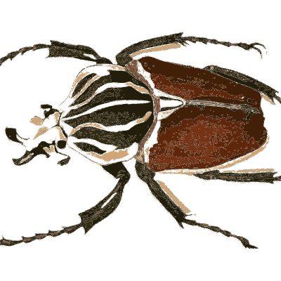Goliath beetle 03 - Illustrations of Exotic Entomology - 1837