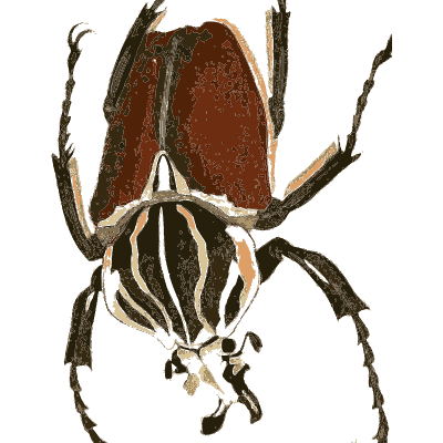 Goliath beetle 02 - Illustrations of Exotic Entomology - 1837