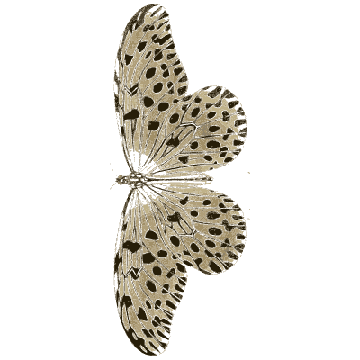 Pale moth with dark spots - Illustrations of Exotic Entomology - 1837