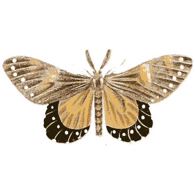 Tiger moth with spotted wings - Illustrations of Exotic Entomology - 1837