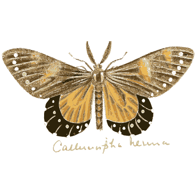 Moth with orange hindwings - Illustrations of Exotic Entomology - 1837