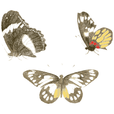 Three tropical butterflies - Illustrations of Exotic Entomology - 1837