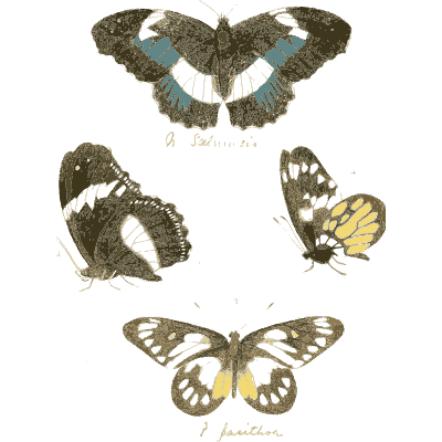 Blue-banded butterfly with spotted butterflies - Illustrations of Exotic Entomology - 1837