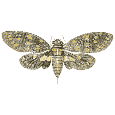 Cicada with spotted wings - Illustrations of Exotic Entomology - 1837