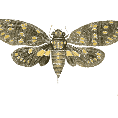 Spotted cicada with small insects - Illustrations of Exotic Entomology - 1837