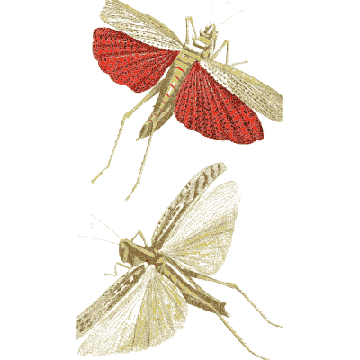 Two grasshoppers in flight - Illustrations of Exotic Entomology - 1837