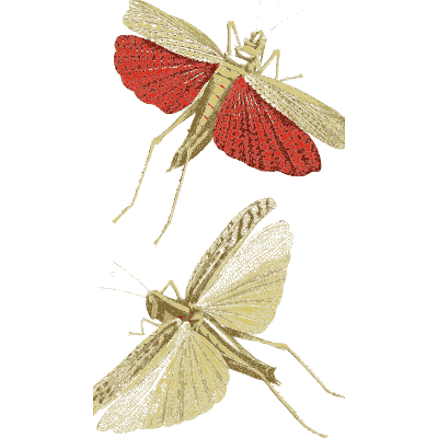 Two grasshoppers, one red-winged - Illustrations of Exotic Entomology - 1837
