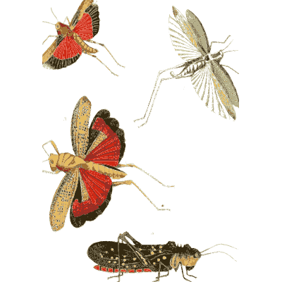 Grasshoppers and a locust - Illustrations of Exotic Entomology - 1837