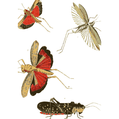Grasshoppers and a spotted cricket - Illustrations of Exotic Entomology - 1837