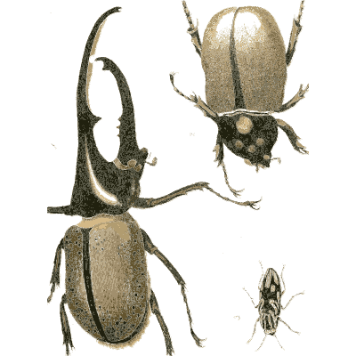 Hercules beetle - Illustrations of Exotic Entomology - 1837