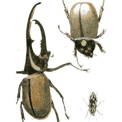 Hercules beetle with smaller beetles - Illustrations of Exotic Entomology - 1837