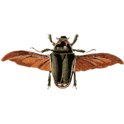 Beetle with spread wings - Illustrations of Exotic Entomology - 1837
