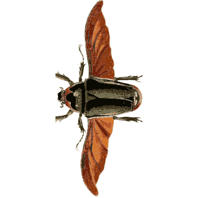 Beetle with red spread wings - Illustrations of Exotic Entomology - 1837