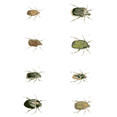 Eight small beetles 01 - Illustrations of Exotic Entomology - 1837