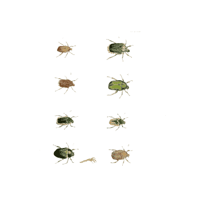 Rows of small beetles - Illustrations of Exotic Entomology - 1837