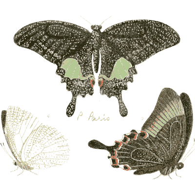 Swallowtail butterflies 01 - Illustrations of Exotic Entomology - 1837