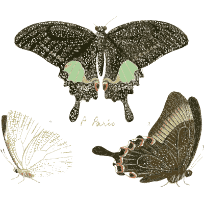 Black swallowtail with green patches - Illustrations of Exotic Entomology - 1837