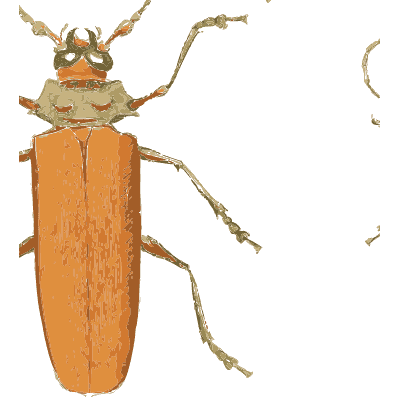 Orange long-horned beetle - Illustrations of Exotic Entomology - 1837