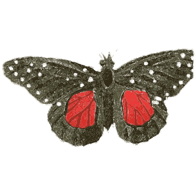 Black and red spotted moth - Illustrations of Exotic Entomology - 1837