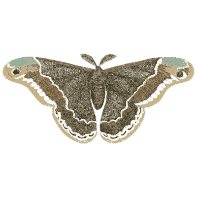 Silk moth - Illustrations of Exotic Entomology - 1837