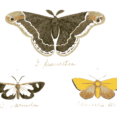 Brown eyed moth with small moths - Illustrations of Exotic Entomology - 1837