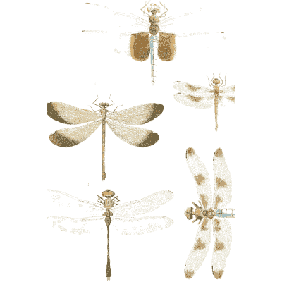 Four dragonflies - Illustrations of Exotic Entomology - 1837