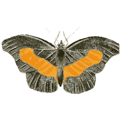 Dark butterfly with orange bands 01 - Illustrations of Exotic Entomology - 1837