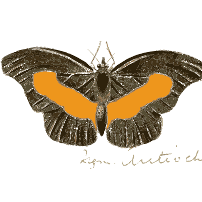 Black butterfly with orange bands - Illustrations of Exotic Entomology - 1837