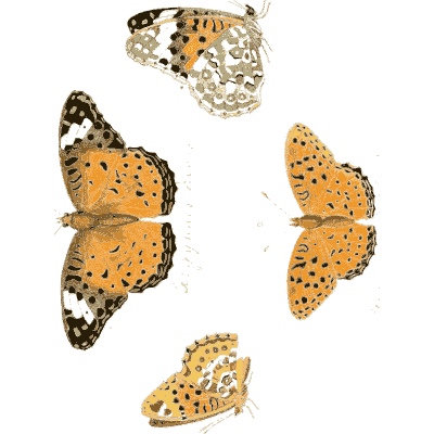 Fritillary butterflies - Illustrations of Exotic Entomology - 1837