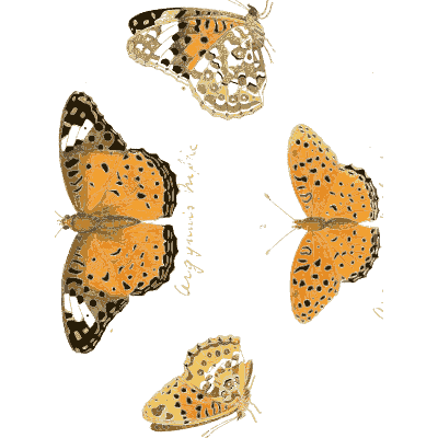 Small orange spotted butterflies - Illustrations of Exotic Entomology - 1837