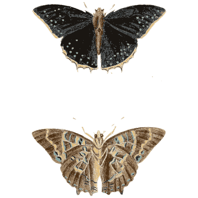 Two dark butterflies - Illustrations of Exotic Entomology - 1837